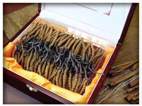 广平冬虫夏草回收